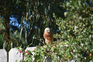 hawk resting