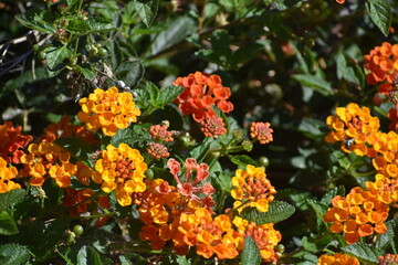 orange and flowers