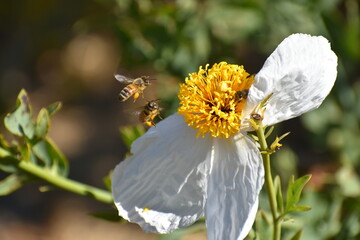 bee on a flower
