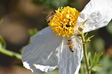 bee on daisy
