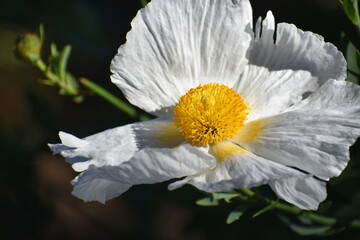 bee on flower
