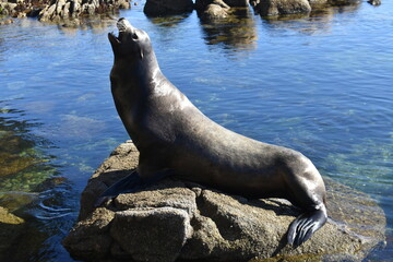 sea lion on the rocks