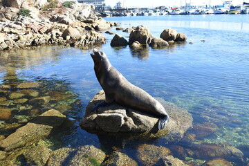 sea lion on the rocks