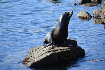 Fototapeta premium sea lion on the rocks