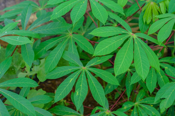 cassava leaf, in cassava fields in the rainy season, has greenery and freshness. Shows the fertility of the soil, green cassava leaf