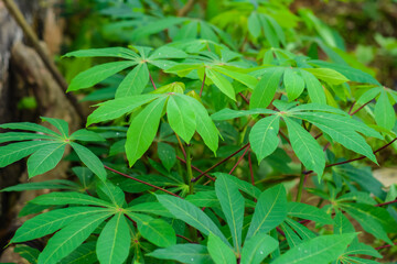 cassava leaf, in cassava fields in the rainy season, has greenery and freshness. Shows the fertility of the soil, green cassava leaf