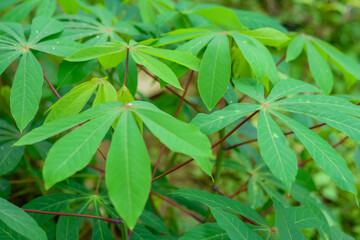 cassava leaf, in cassava fields in the rainy season, has greenery and freshness. Shows the fertility of the soil, green cassava leaf