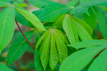cassava leaf, in cassava fields in the rainy season, has greenery and freshness. Shows the fertility of the soil, green cassava leaf