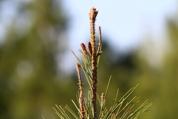 Cones on the branches of a Lebanese cedar in a city park in northern Israel.