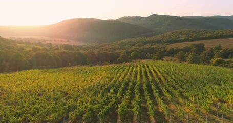 Sunrise landscape of vineyard agricultural fields in the countryside, aerial view of grapevine rows and grapes - Powered by Adobe