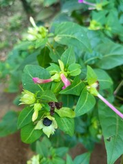 wild strawberry plant