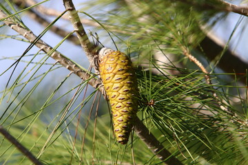 Cones on the branches of a Lebanese cedar in a city park in northern Israel.
