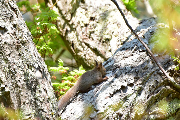 巣立ち直後のエゾリス