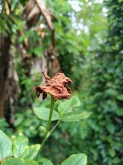 butterfly on a flower