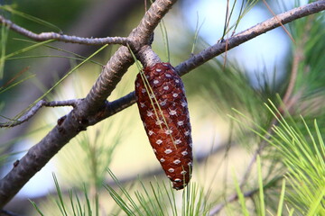 Cones on the branches of a Lebanese cedar in a city park in northern Israel.