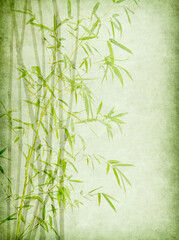 Obraz premium green bamboo on old paper background