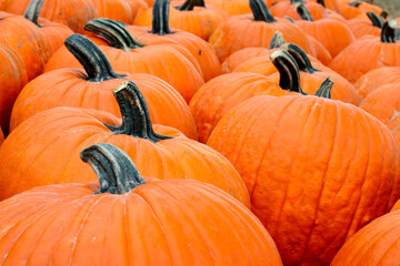 Pile of pumpkins fresh, bright and orange