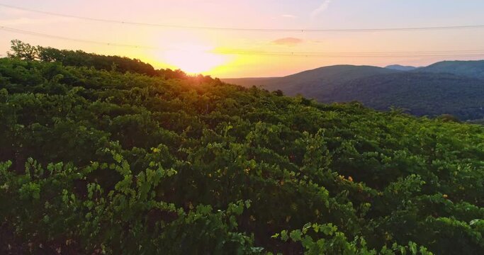 Sunrise landscape of vineyard agricultural fields in the countryside, aerial view of grapevine rows and grapes