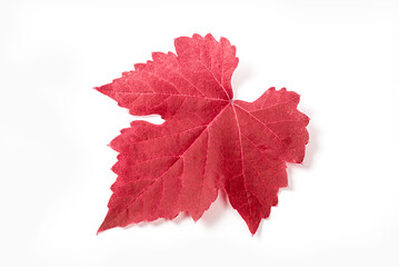  Red leaf isolated on white