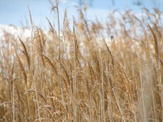Fototapeta premium wheat field in snow