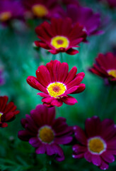 sealing wax color flower with green blur background