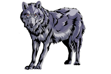 狼　wolf on white background