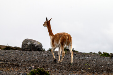 vicuñas en el paramo de el volcán chimborazo 