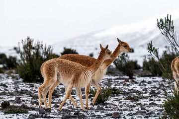 vicuñas en el paramo de el volcán chimborazo 