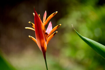 tropical colombian red and orange flower with blurred background
