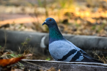 close up of a pigeon