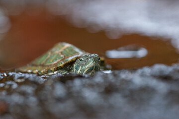 an Red-eared slider Trachemys scripta elegans near stone or rock water puddle with shallow depth of...