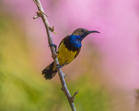 Olive-backed Sunbird Yellow-bellied sunbird bird form thailand with beautiful natural background.