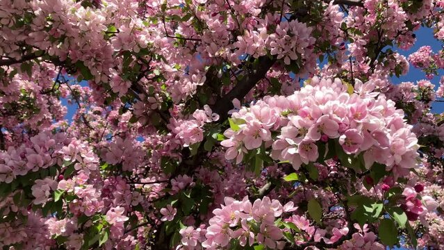 pink crab apple blossoms on a bright sunny day with some windy conditions towards the end of the clip