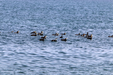 Sea birds cormorants on the seashore in Israel.