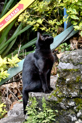 black cat sitting on stone stairs watching upstairs