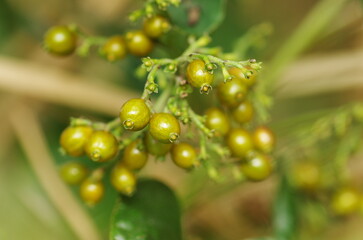 ヘクソカズラの実