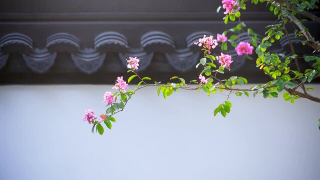 flowers against white wall and black tiles