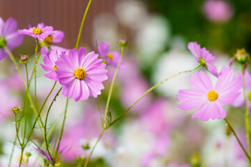 コスモス