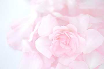 Fototapeta na wymiar Peach, Pink, Rosa × centifolia