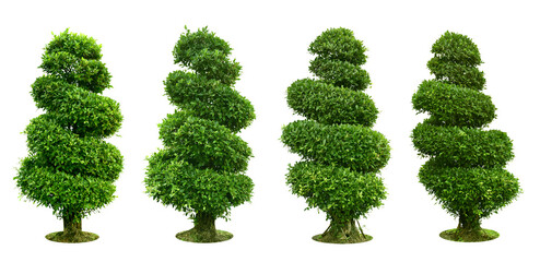 Collection Trees and bonsai green leaves.
Bush, Dwarf trees, ornamental trees, shrubs.,
Siamese rough bush, pruning tree for garden decoration. 
Total of 4