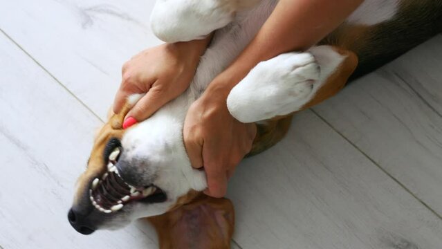 Satisfied dog is happy to play with the hostess, lying on his back and lifting his paws. Woman massages the chest and neck of her beloved dog lying on floor with her mouth open