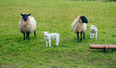 Flock of sheep with lambs in a field 