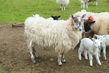 Fototapeta premium Flock of sheep with lambs in a field 