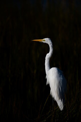 A great egret in a salt-marsh in the early morning light.