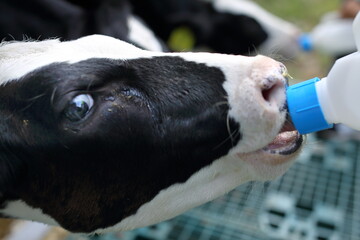 젖소 먹이주기 체험에서 우유를 빨고 있는 어린 송아지 © Zorba