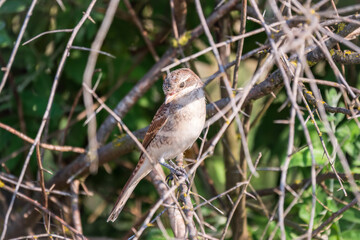 Juvenile Red-backed Shrike sitting on a tree branch.