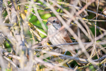 Juvenile Red-backed Shrike sitting on a tree branch.