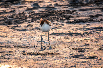 Water bird pied avocet, Recurvirostra avosetta, standing on salt lake shore in pink sunset light....