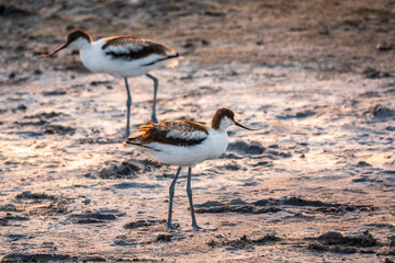 Two Water birds pied avocet, Recurvirostra avosetta, standing on salt lake shore in pink sunset...