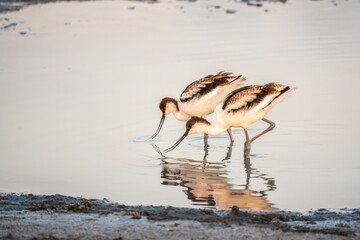 Two Water birds pied avocet, Recurvirostra avosetta, standing in the water in pink sunset light....
